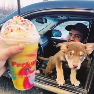 puppy smoothie